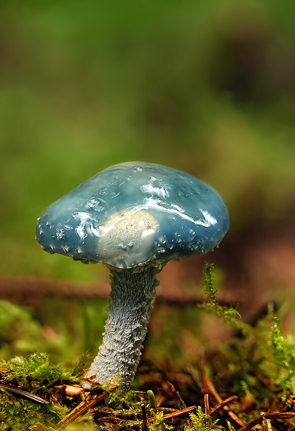 蓝色毒蘑菇