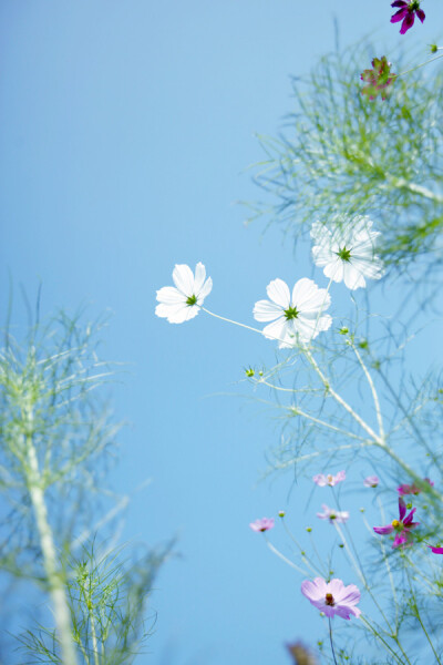 格桑花。