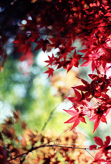 秋 by ichitaka* via Flickr Contax N1,Carl Zeiss T* N50.4,