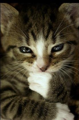 柯南道尔侦探猫，好犀利的眼神啊！