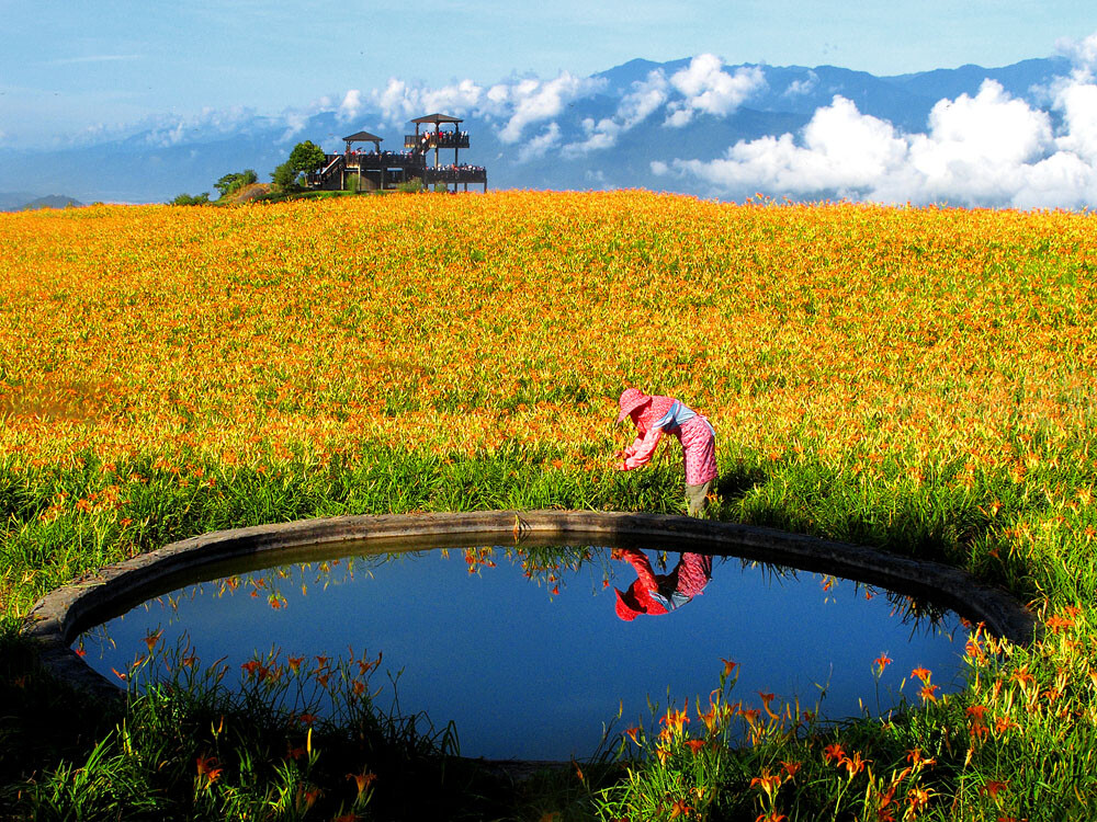 花蓮金針山