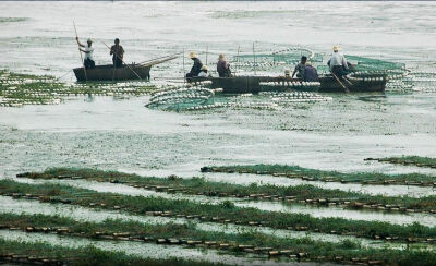 日渐损坏的湿地。是人类心口永远的痛。