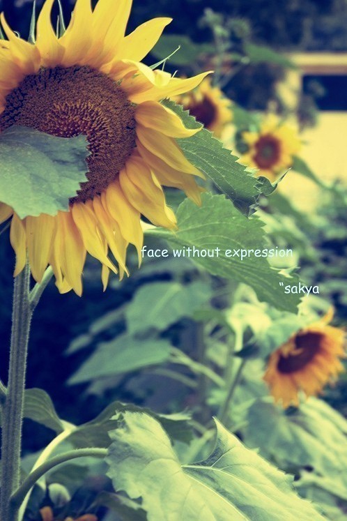 向日葵の勇敢。