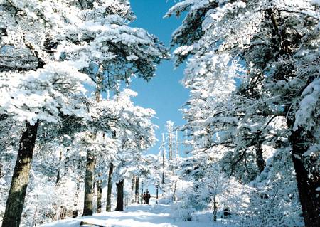 峨眉山雪松美景。