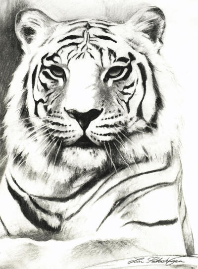 White Tiger Portrait Drawing by Lin Petershagen