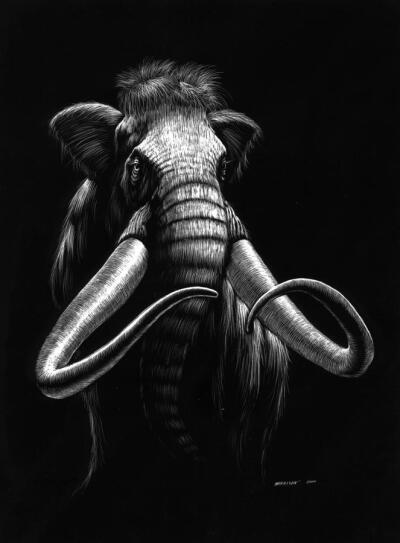 Woolly Mammoth Drawing by Stanley Morrison