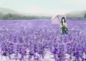 紫色薰衣草 花海。