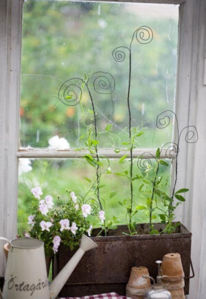 窗前放几株植物，马上就生动了起来~