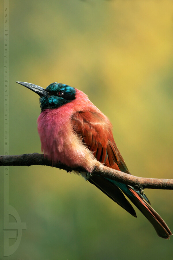 亲爱的，你该减肥了！