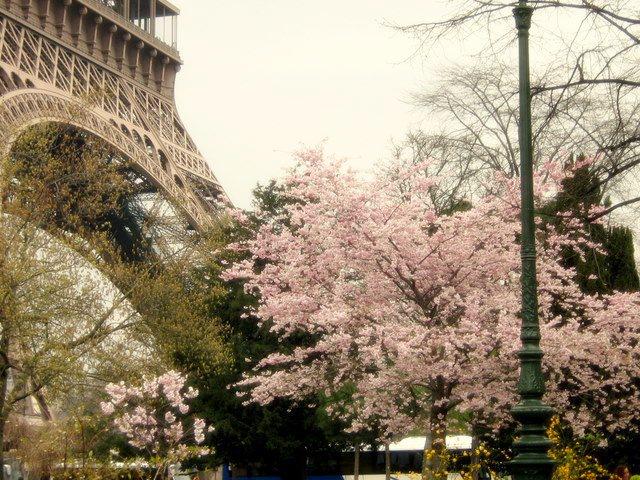 樱花映画艾菲尔