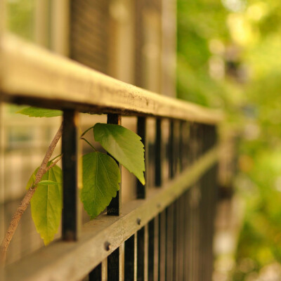  生锈的栅栏 作者 lukas-guy.