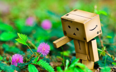 Danbo