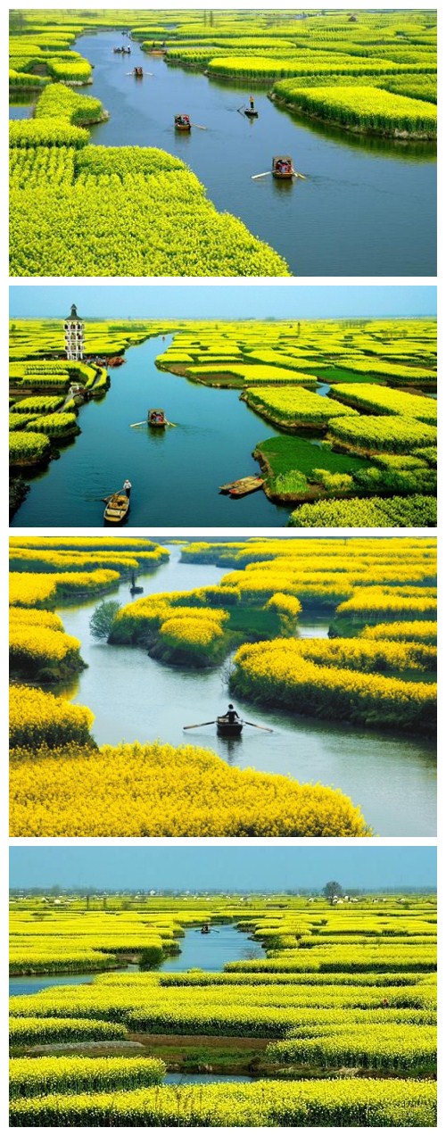 江苏兴化油菜花