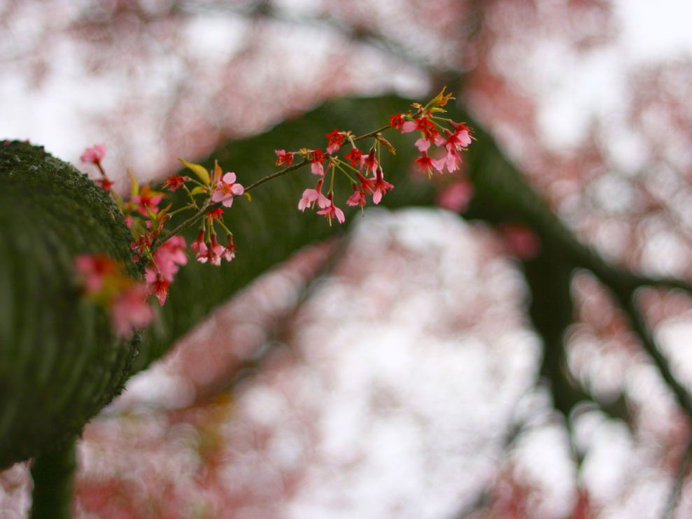 樱花树上的小枝桠 摄影：Bhumi Shah, 我觉得这张图片恰切地描绘出了樱花的一生。绽放只一个月就纷纷凋落。而你呢，早已盼望着下一个赏花季节的到来了......