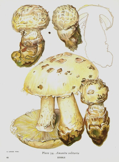 Amanita Solitaria 角鳞白鹅膏菌