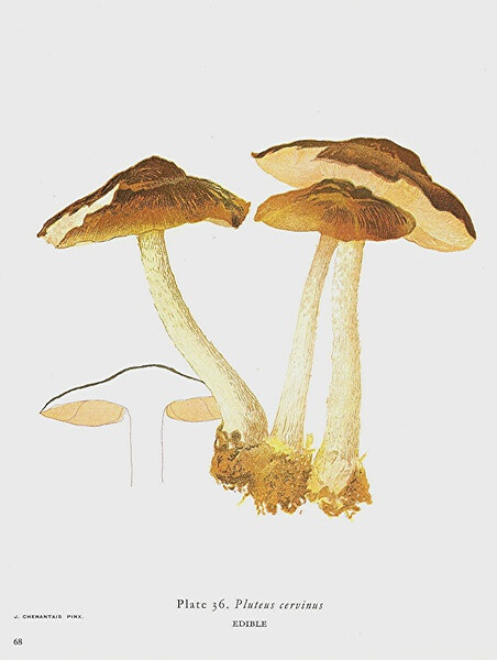 Pluteus Cervinus 灰光柄菇