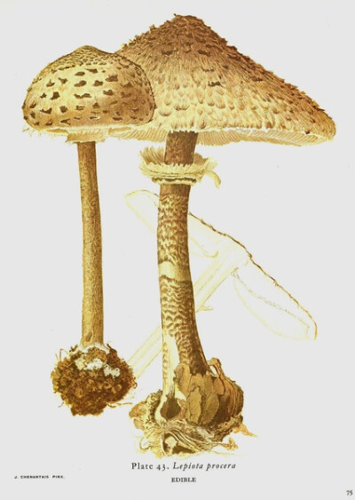 Lepiota Procera 高脚小伞菌