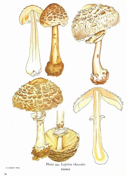  Lepiota Rhacodes 大灰蘑菇