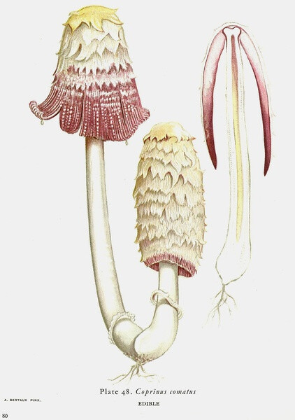  Burgundy Coprinus Comatus 紫红毛头鬼伞