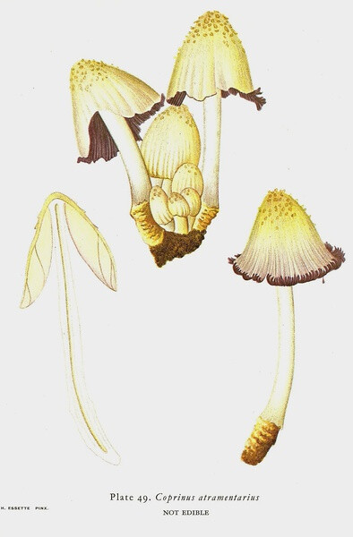 Coprinus Atramentarius 墨汁鬼伞