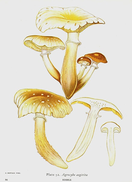 Agrocybe Aegirita 杨树菇