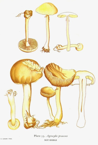 Agrocybe Praecox 田头菇