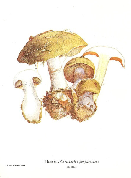 Cortinarius Purpurascens 紫色丝膜菌