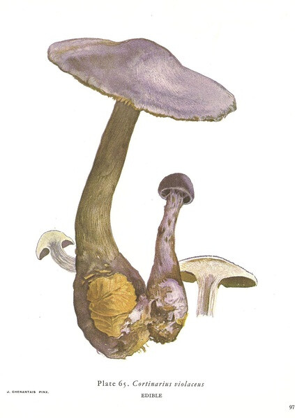 Cortinarius Violaceus 紫绒丝膜菇