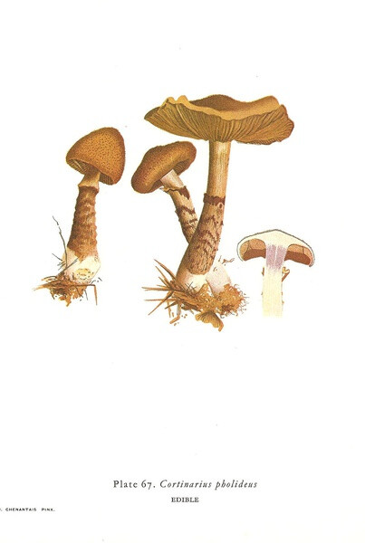 Cortinarius Pholideus 鳞丝膜菌