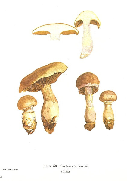 Cortinarius Torvus 野丝膜菌