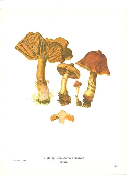  Cortinarius Hinnuleus 浅黄褐丝膜菌