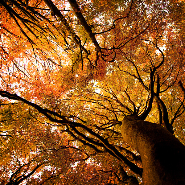 From Photographer Christopher Jonassen's series: The Fall.