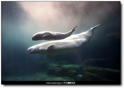 Monday, November 01, 2010 加拿大温哥华水族馆，一头名为Aurora的20岁白鲸与它刚诞生的幼崽悠游于水中。摄影师：Andy Clark
