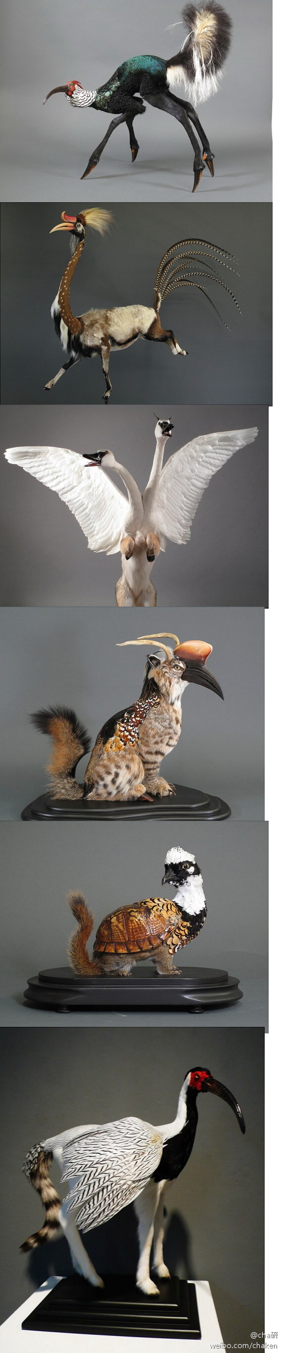 迈阿密的标本艺术家demolina热衷于制作各种奇妙的动物标本