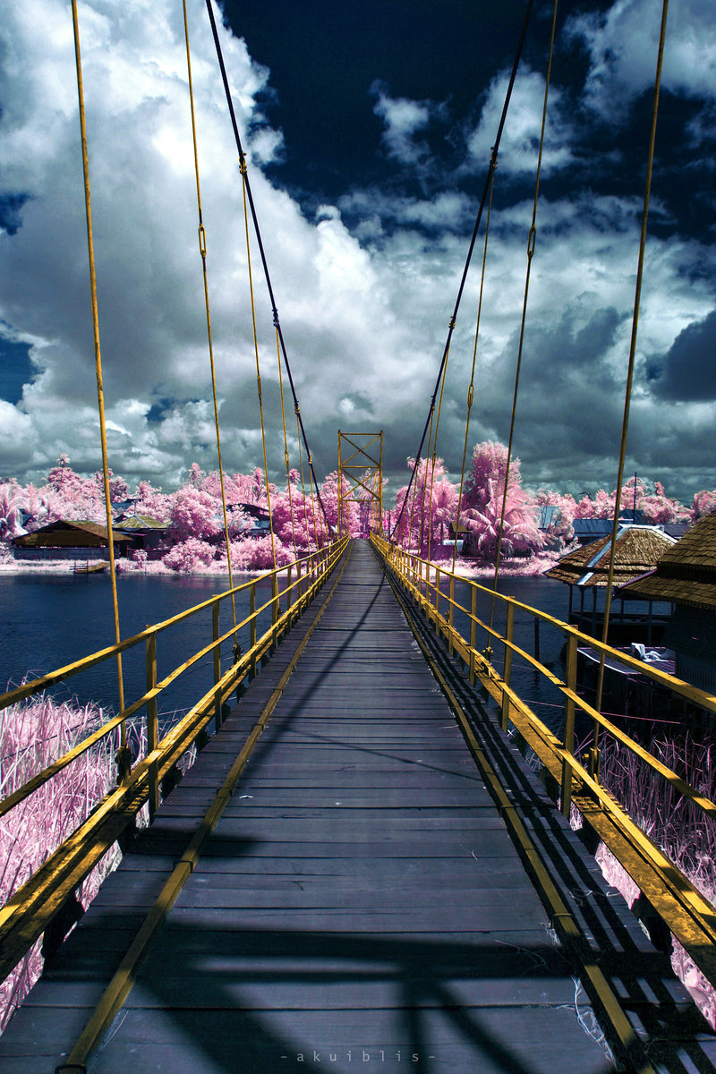 the yellow bridge and the pink tree