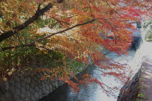  京都南禅寺。这里的花草都是深沉的。