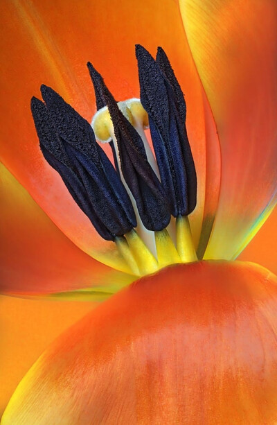 "Tulip Closeup"