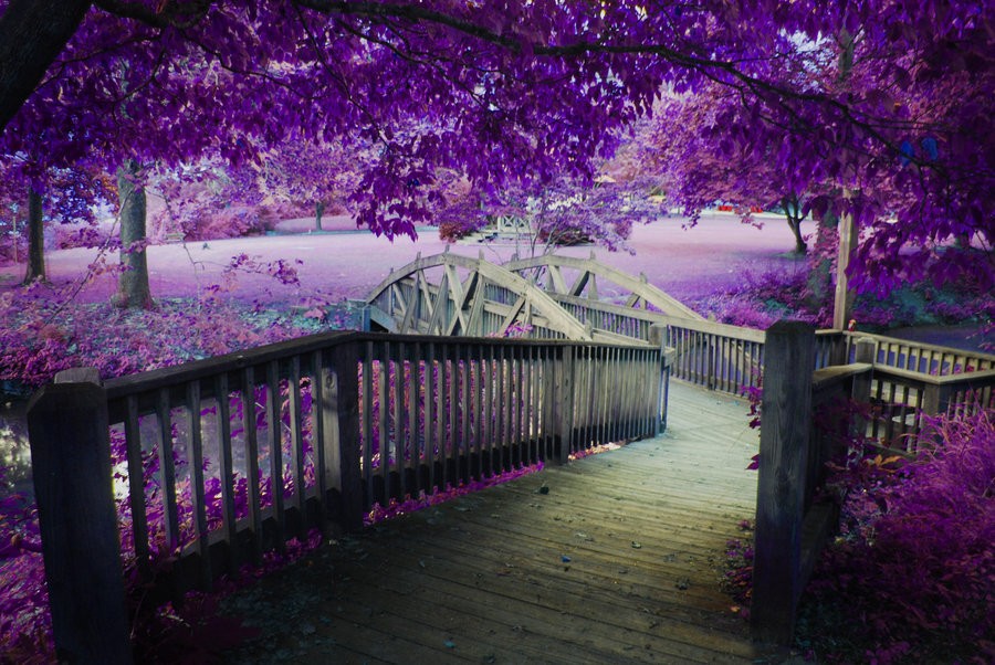 Fairy Bridge ，紫色的世界里