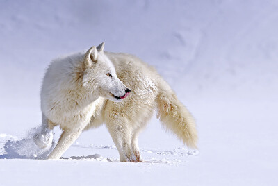  "Arctic Wolf about face"