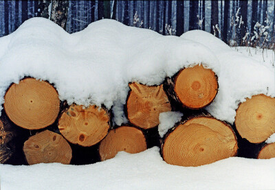  "SNOW ON WOOD... A WHITE BLANKET"