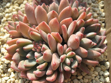 景天科拟石莲花属【花乃井】Echeveria amoena