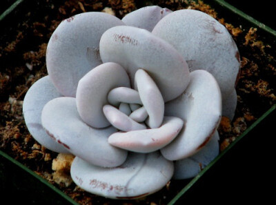 景天科拟石莲花属【雪莲】Echeveria Lauii。肥厚的叶片如汤匙般，顶端圆钝或稍尖（其中顶端圆钝的称'圆叶雪莲'）。褐绿的叶片被浓厚的灰白或浅蓝灰色粉末覆盖。极为圣洁美丽。橘红色穗状小花在春季开放。