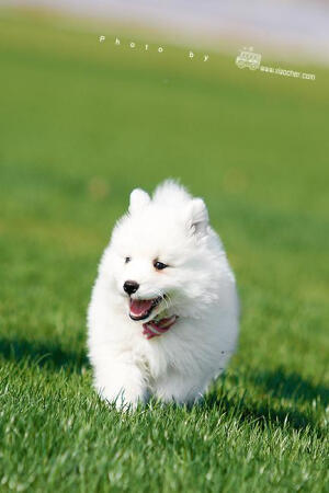 萨摩犬,英文名Samoyed，体高约51-56cm体重18-30公斤，属于工作犬类。原产地俄罗斯，以西伯利亚牧民族萨摩人而命名。历史上被当地人用来拉雪橇和看守驯鹿。萨摩犬以其忍耐力与健壮的体格而闻名，所以欧洲探险家曾使用该犬拉雪橇从事南北极探险工作。19世纪末,毛皮商人为了获取皮毛赢利，将此犬输入美国欧洲等地,并在世界各地广泛培育和繁衍。