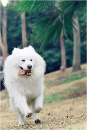 做为犬的主人，首先就是要同犬交朋友，否则的话就不能够得到犬的尊敬以及信赖，也不可能成为犬真正的主人。为了让犬接受教育，指导人对于犬的爱心和自身的素质等都是极其重要的问题。想要教给犬做事，需要细心的观察分析它的心理状态，努力不懈，循序渐进，耐心且反复地教它。所以指导人必须要耐心、自制能力要强，还必须要对犬有更多的爱心、才能够更好地去教育它