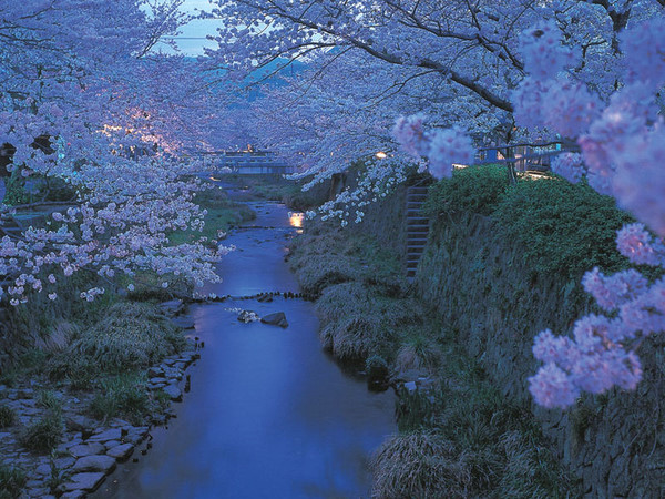 日本东京は樱の开花は