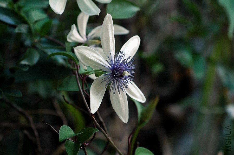 【屏东铁线莲】学名：Clematis akoensis Hayata 科名：毛茛科Ranunculaceae 中文名：恒春铁线莲 植物型：多年生常绿木质藤本 其他：茎具纵沟，幼时略被绒毛，成长后光滑无毛。 屏东铁线莲又称恒春铁线莲属于多年生常绿木质藤本，主要分布在仅分布于台湾省恒春半岛，花期主要是11月至2月。中国物种红色名录评估等级:濒危 EN A2c