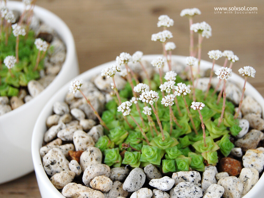 日文名：冬の妖精 中文名：雪妖精（Crassula socialis）景天科青锁龙属