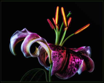 "Stargazer Lily"