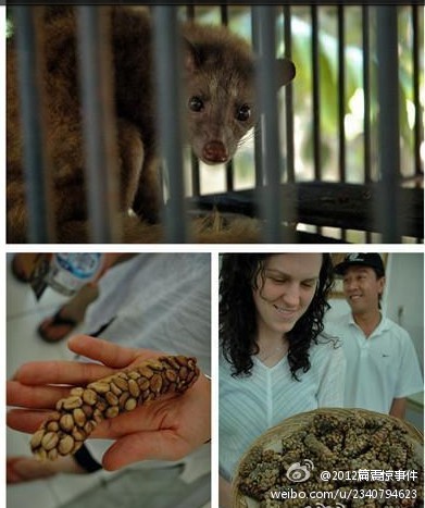 它是印尼苏门答腊山上一种叫做"麝香猫"的树栖野生动物拉出来的便便