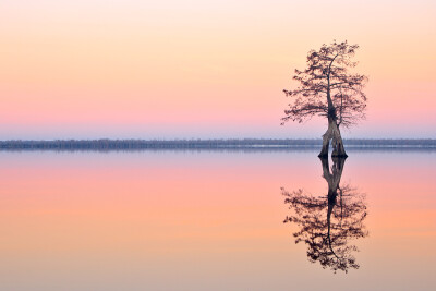  "Bald Cypress Twilight"